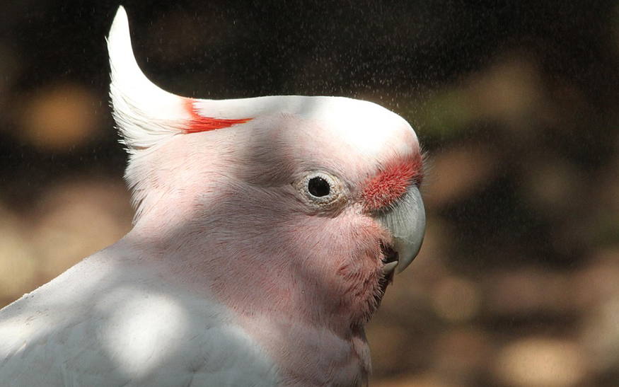 Cacatua leadbeateri